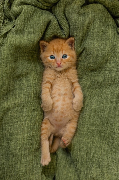 Pequeno gatinho vermelho no cobertor verde