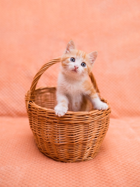 Pequeno gatinho vermelho se senta em uma cesta de vime em um fundo laranja. Animais de estimação