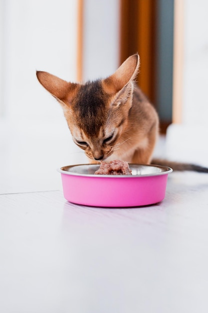 Pequeño gatito abisinio de jengibre come comida húmeda sobre fondo de madera Lindo gatito de pura raza en la cocina