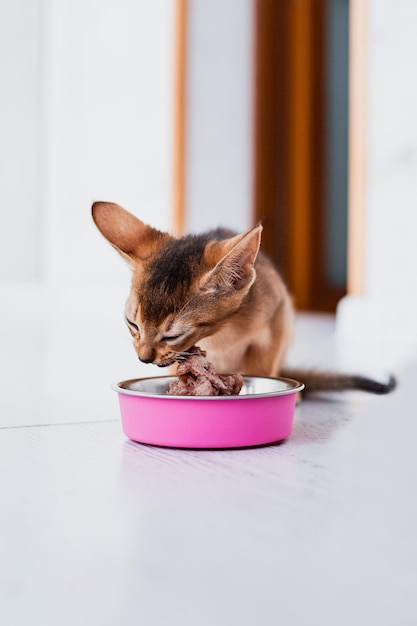 Pequeño gatito abisinio de jengibre come comida húmeda sobre fondo de madera Lindo gatito de pura raza en la cocina