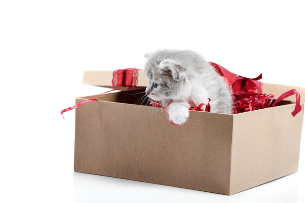 Pequeño gatito adorable que presenta mientras que se sienta en la caja de cartón adornada que es cumpleaños prese