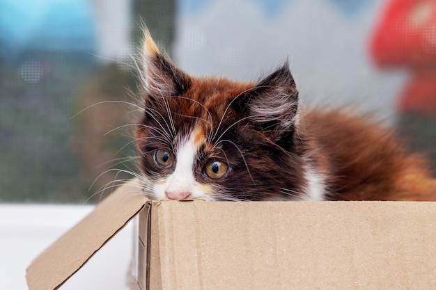 Pequeño gatito asustado en una caja de cartón Lindo gatito