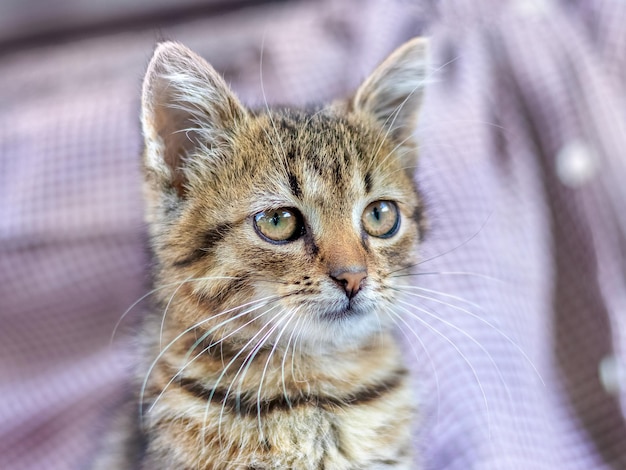 Pequeño gatito atigrado con una mirada curiosa sobre un fondo borroso