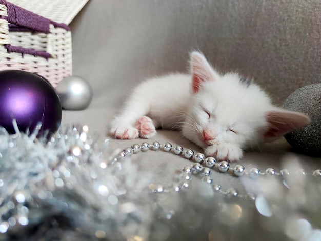 Un pequeño gatito blanco duerme en decoraciones festivas.