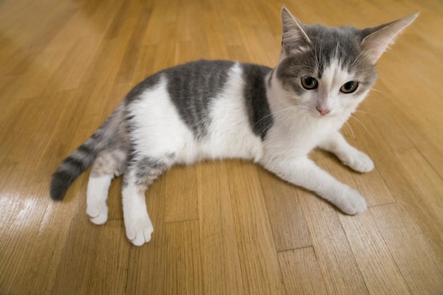 Pequeño gatito blanco y gris agradable joven del gato doméstico que pone relajado en piso de madera dentro. Mantener animal mascota en casa, concepto.