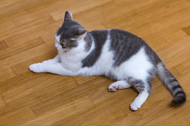 Pequeño gatito blanco y gris agradable joven del gato doméstico que pone relajado en piso de madera dentro. Mantener animal mascota en casa, concepto.