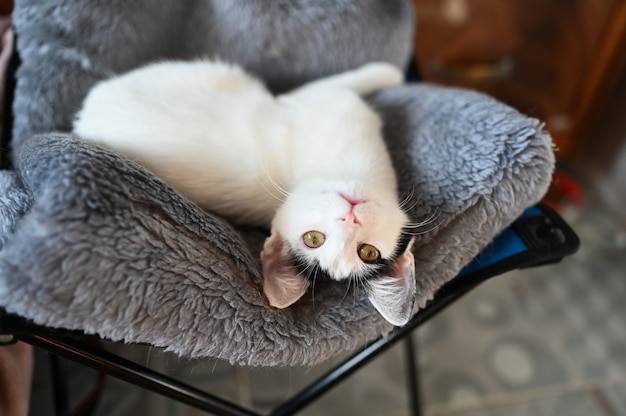 Foto pequeño gatito blanco juguetón divertido