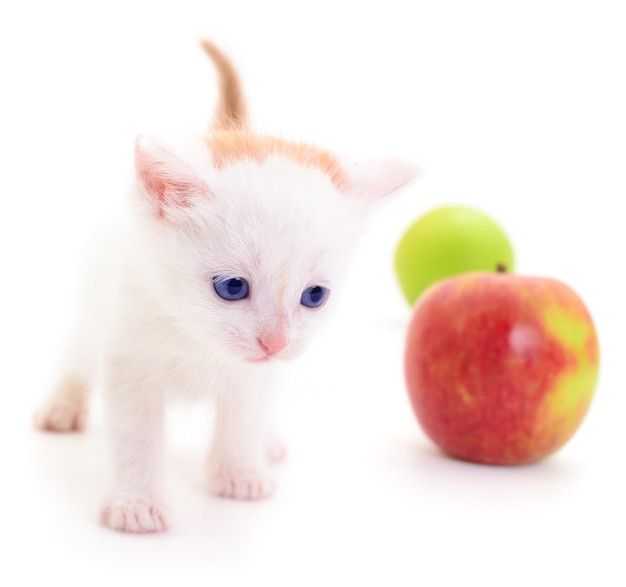 Pequeño gatito blanco y manzana verde