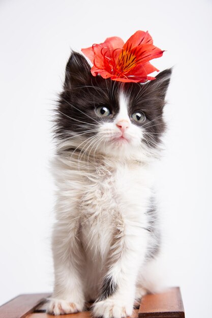 Pequeño gatito blanco y negro con flores en una canasta fotografía de mascotas