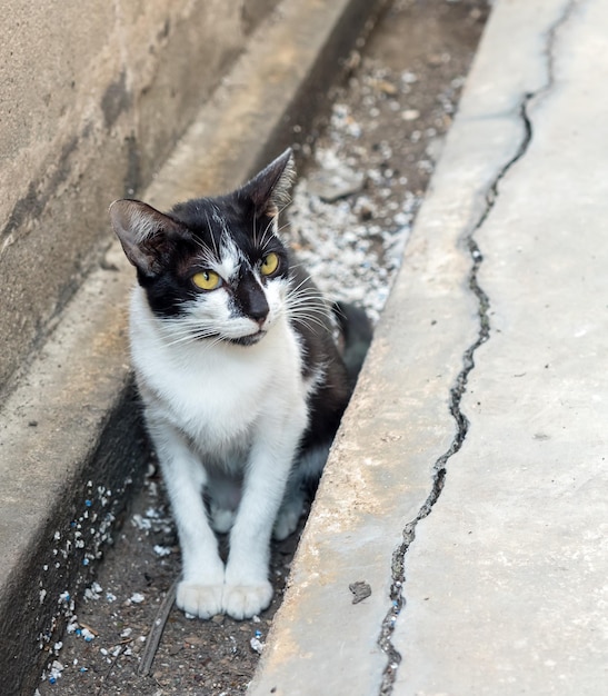 Pequeño gatito blanco y negro sentado en un desagüe sucio en el patio trasero enfocado selectivamente en su ojo