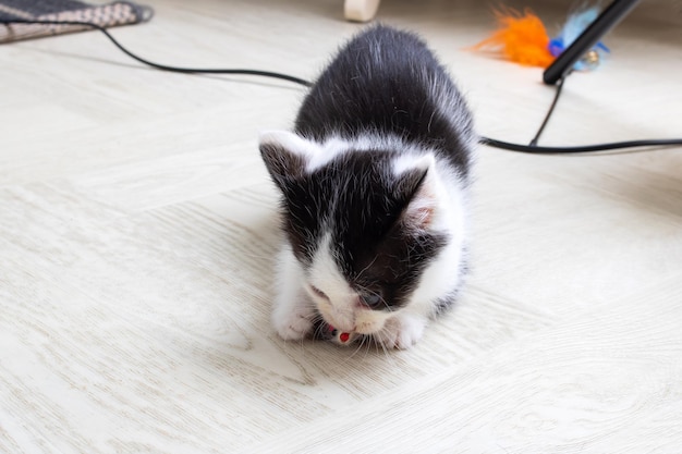 Un pequeño gatito blanco y negro se sienta en el suelo