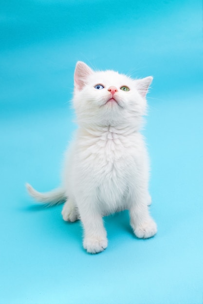 Pequeño gatito blanco con ojos azules y verdes sentado sobre fondo azul y mirando hacia arriba.