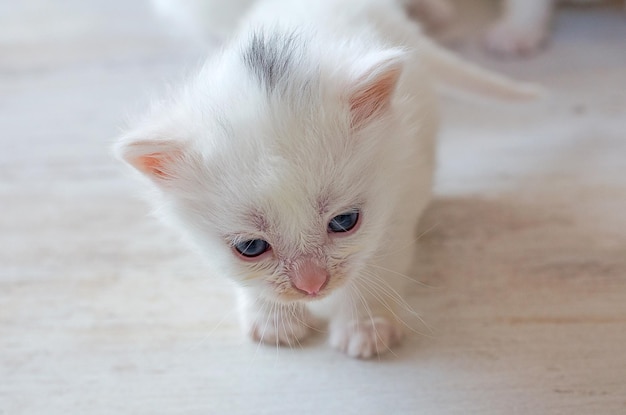 Un pequeño gatito blanco recién nacido con ojos azulesPortada de postal