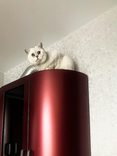 Un pequeño gatito blanco se sienta encima de la cocina roja con el que juega un gato con orejas y ojos verdes