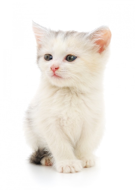 Pequeño gatito blanco sobre un blanco