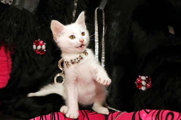 Un pequeño gatito blanco sobre un fondo negro con joyas y accesorios.