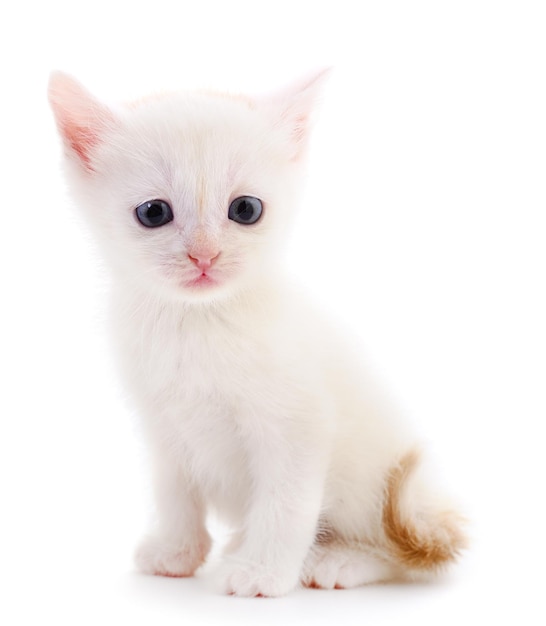 pequeño gatito blanco