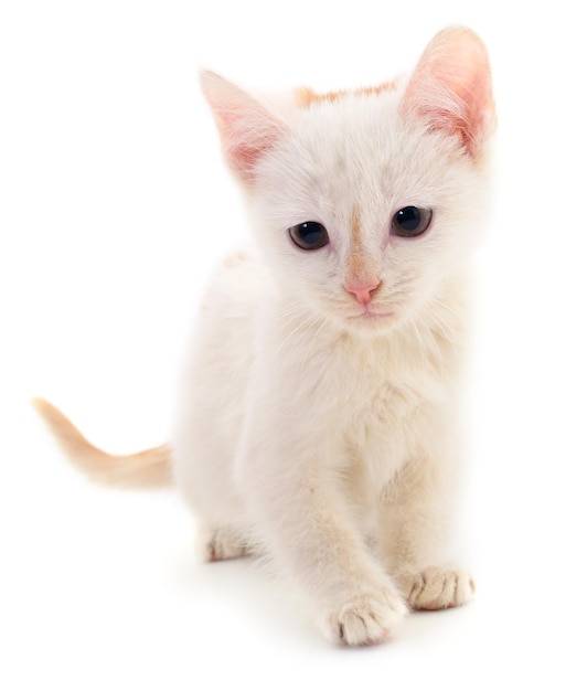 pequeño gatito blanco