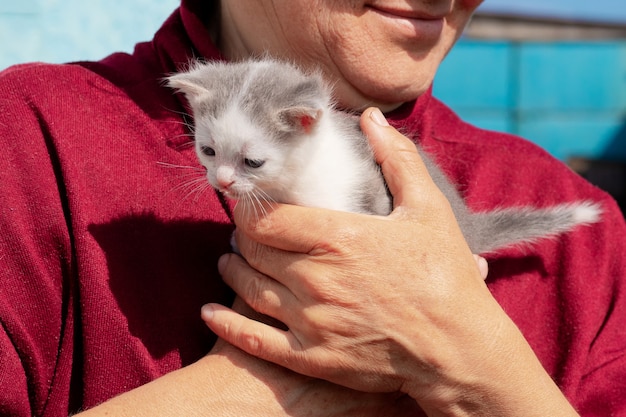 Pequeño gatito en los brazos de una mujer en tiempo soleado