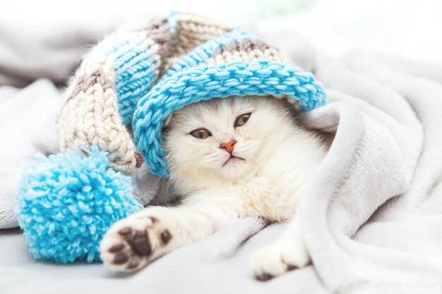 Pequeño gatito británico blanco con un sombrero de rayas sobre una manta blanca. Mascota curiosa divertida. Copie el espacio.