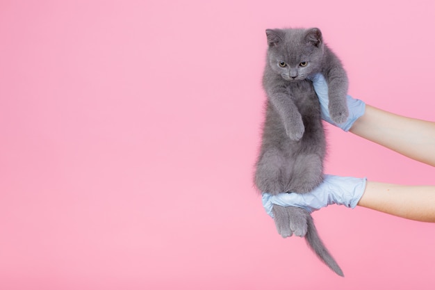 Un pequeño gatito británico gris en una clínica veterinaria y manos en guantes azules