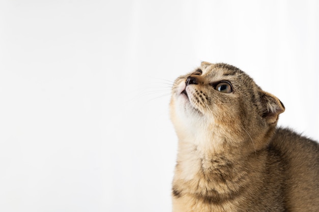 Pequeño gatito británico con orejas dobladas sobre un fondo blanco.