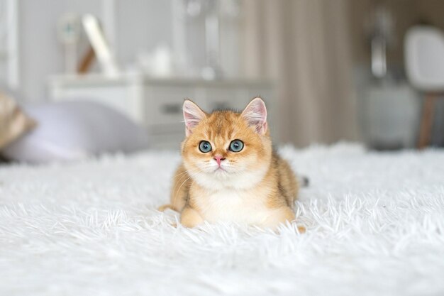 Un pequeño gatito británico pelirrojo está acostado sobre una manta blanca en la habitación