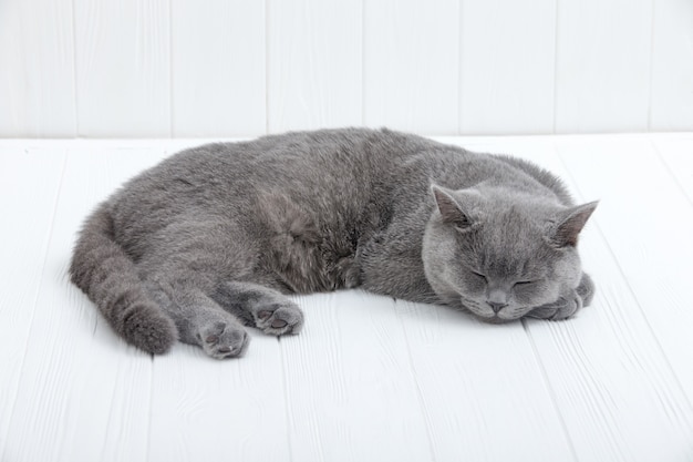 Pequeño gatito británico en el piso de madera blanco