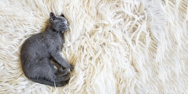 Pequeño gatito británico en la ropa de ovejas