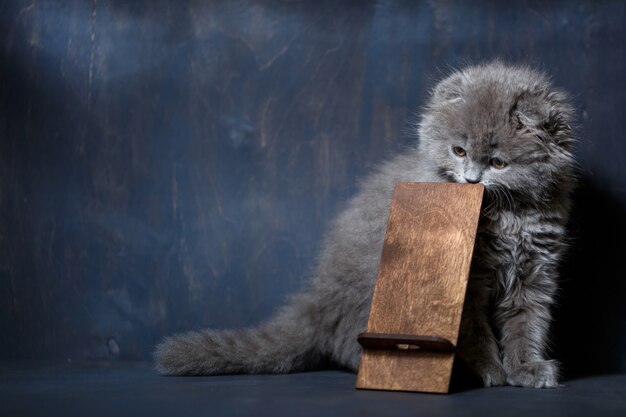 Pequeño gatito british fold mordisquea en un soporte de teléfono de madera