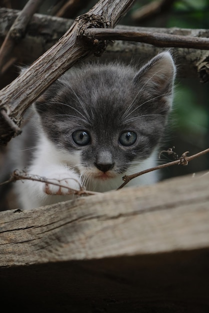 Un pequeño gatito callejero blanco gris está trepando en tablas en el jardín