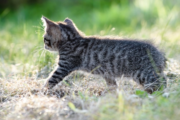 Pequeño gatito camina en la hierba verde en el césped