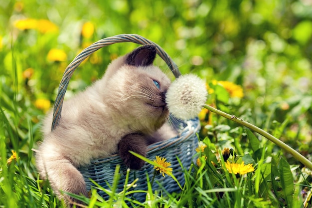 Pequeño gatito en una cesta que huele el diente de león