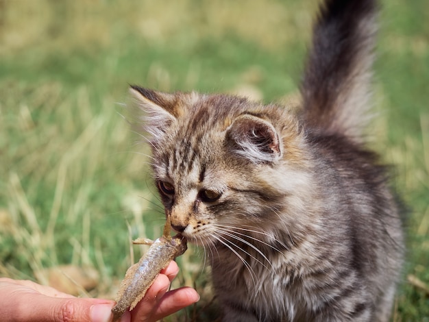 El pequeño gatito come un pescado.