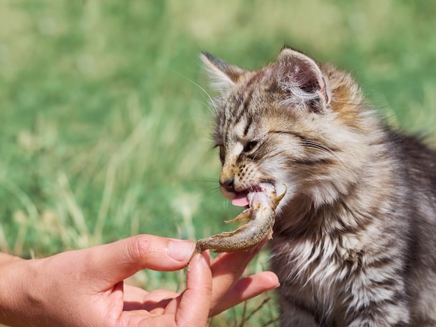 El pequeño gatito come un pescado.