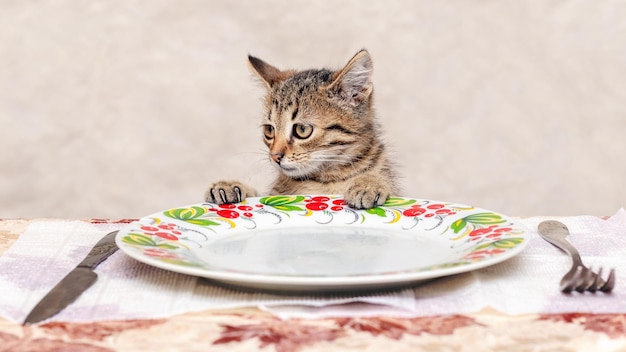 Pequeño gatito en el comedor cerca de un plato vacío esperando comida. Larga espera por la comida en un restaurante