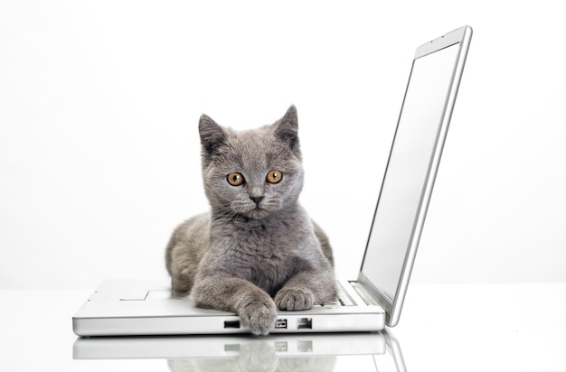 Pequeño gatito con una computadora portátil en un fondo blanco