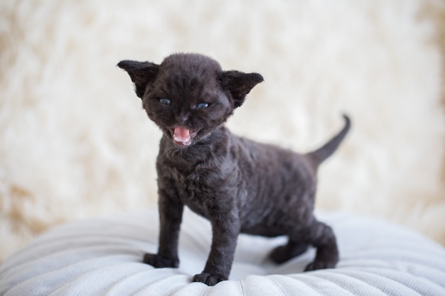 pequeño gatito devonrex se para sobre una almohada