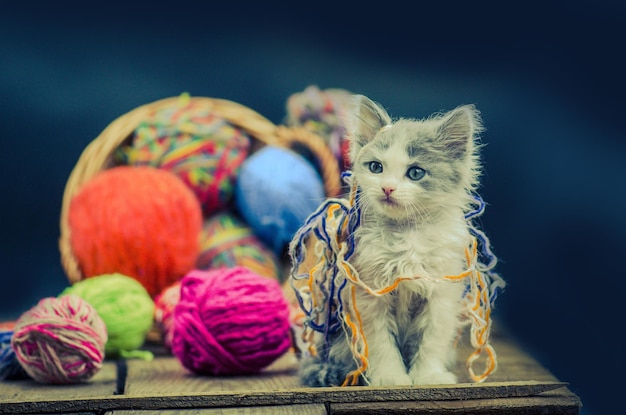Pequeño gatito divertido con una bola de tejer Lindo gato esponjoso está jugando con una bola de tejer Lindo gatito y una bola de hilo Fondo de tejido de lana