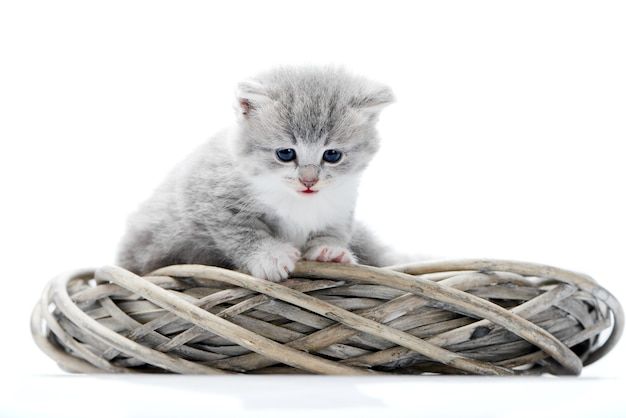 Pequeño gatito divertido gris esponjoso siendo curioso sentado en corona blanca con otro adorable