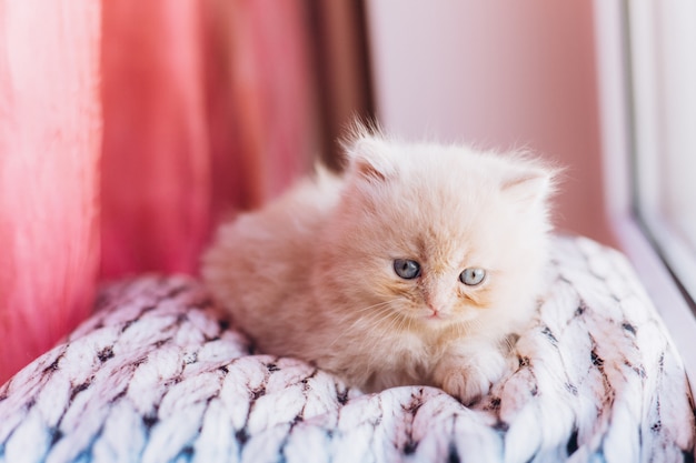 Pequeño gatito doméstico persa lindo