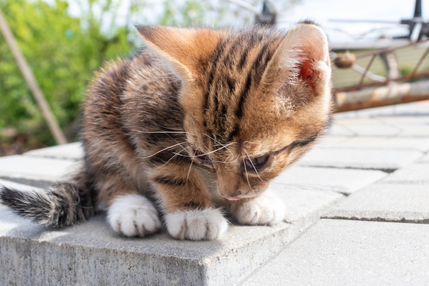 Un pequeño gatito enfermo sentado en la carretera. Un gatito vagabundo se muere de hambre y está enfermo abandonado solo en la calle.