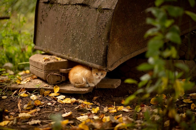 Un pequeño gatito enfermo sentado en la carretera Un pequeño gatito sin hogar se muere de hambre y está enfermo abandonado solo bajo metal oxidado ayudando a los animales sin hogar