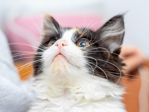 Pequeño gatito esponjoso de cerca mirando hacia arriba