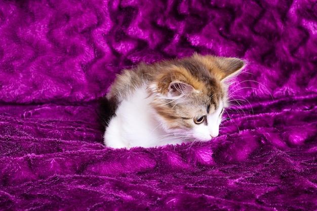 Un pequeño gatito esponjoso contra un fondo morado.