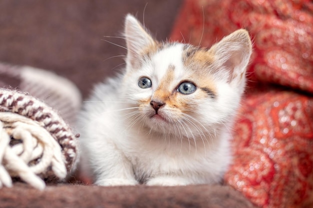 Un pequeño gatito esponjoso en una habitación en un primer plano de fondo borroso