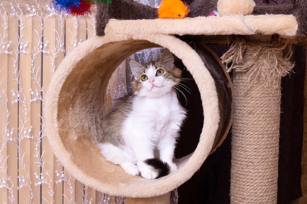 Un pequeño gatito esponjoso juega con juguetes.