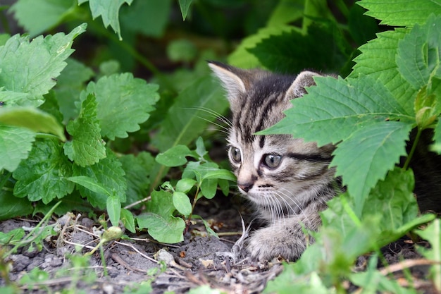 pequeño gatito esponjoso jugando en el jardín