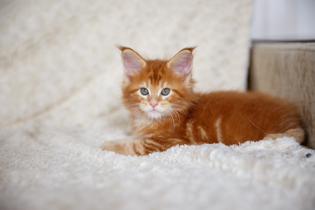 Pequeño gatito esponjoso Maine Coon