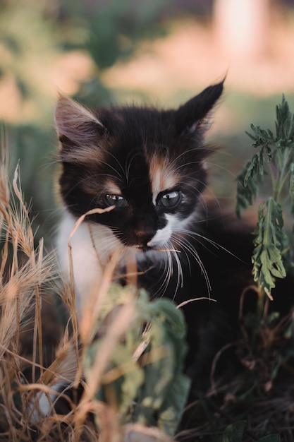 Pequeño gatito esponjoso tricolor El gatito camina en la naturaleza se sienta en la hierba y posa